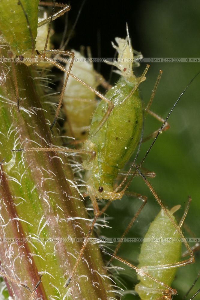 Microlophium carnosum aphids on nettle