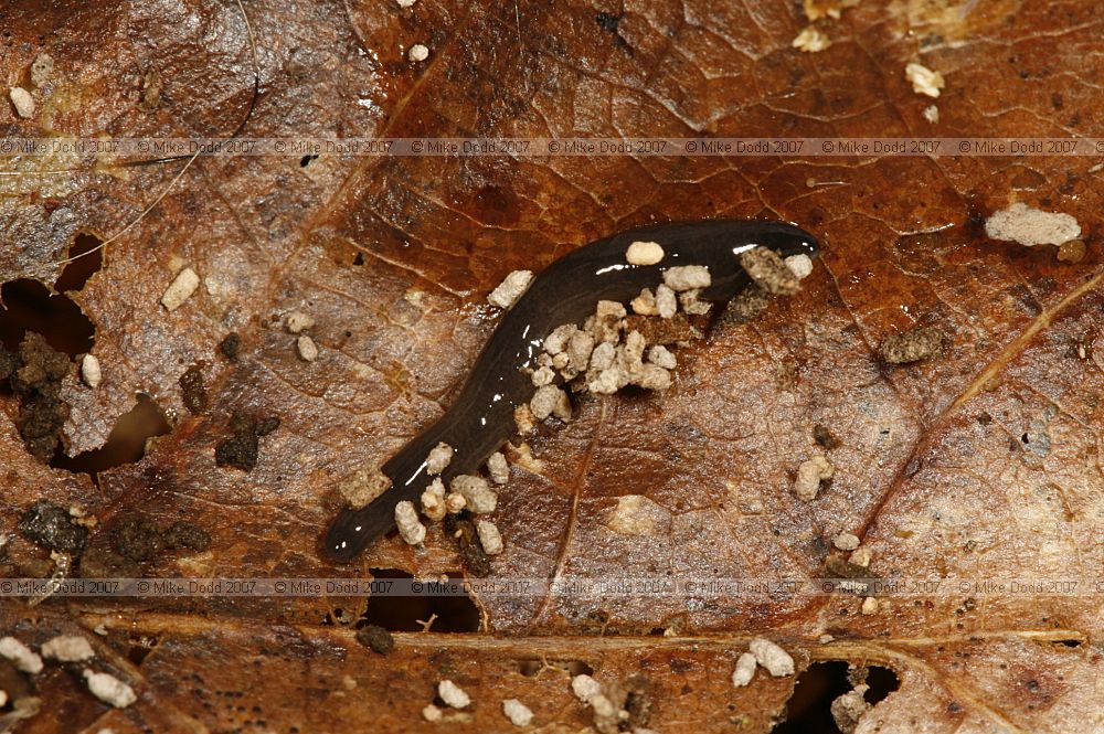 Microplana terrestris Land Planarian