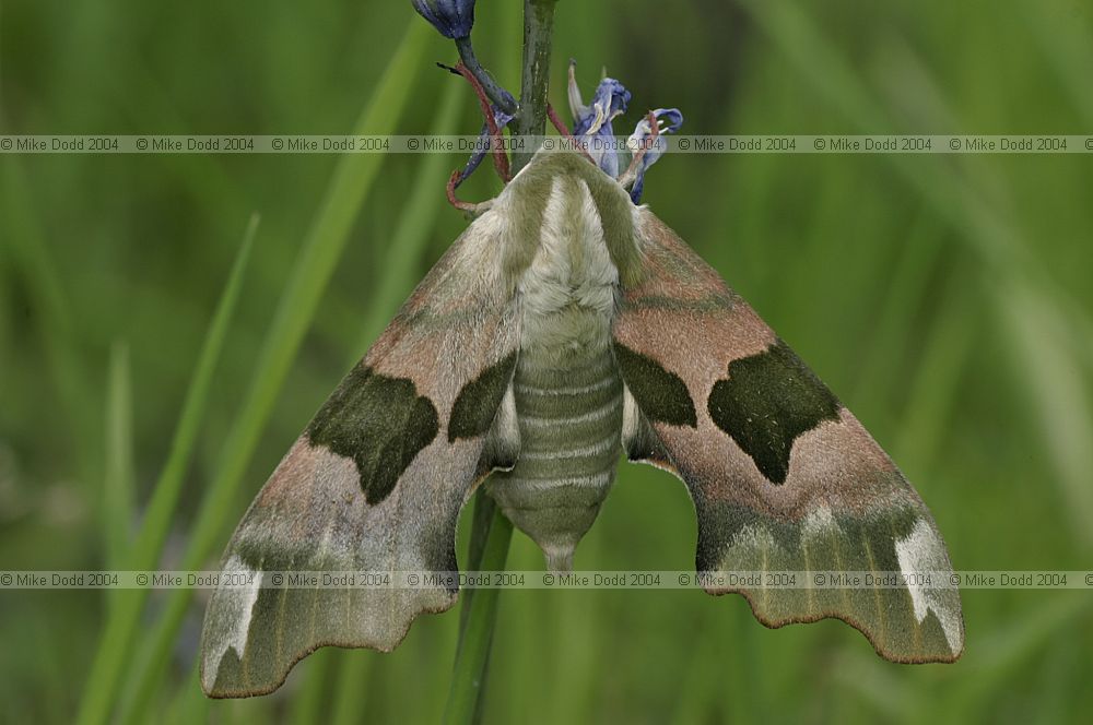 Mimas tiliae Lime hawkmoth