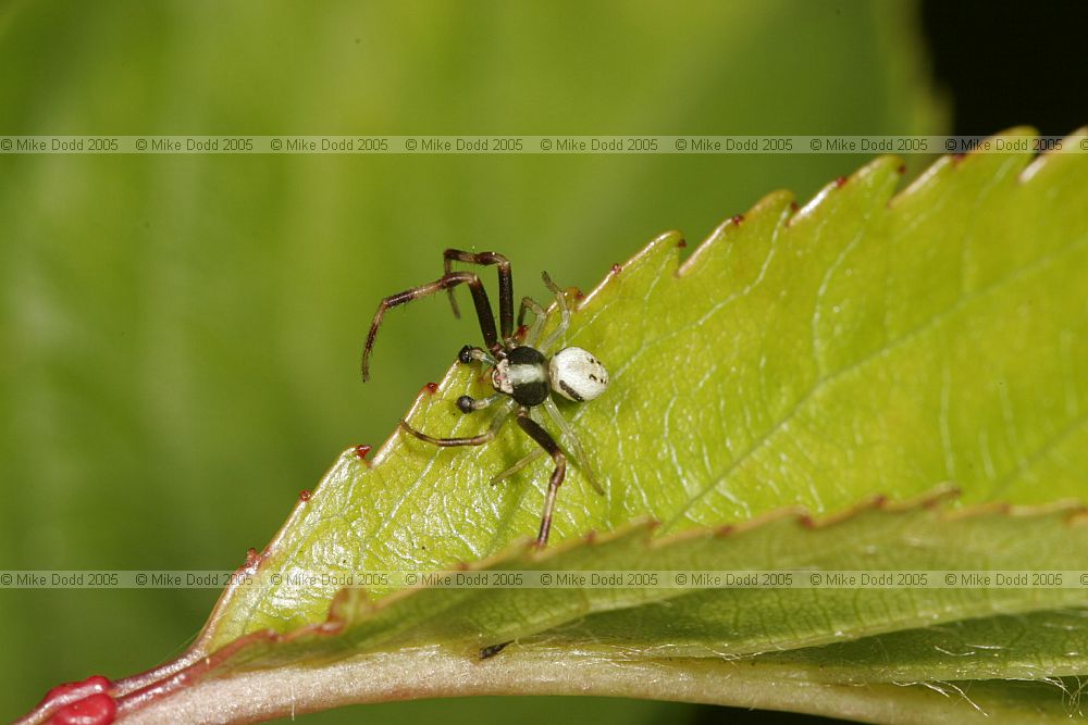 Misumena vatia male note male much smaller than female. Crab spider