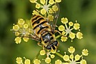 Myathropa florea Hover-fly