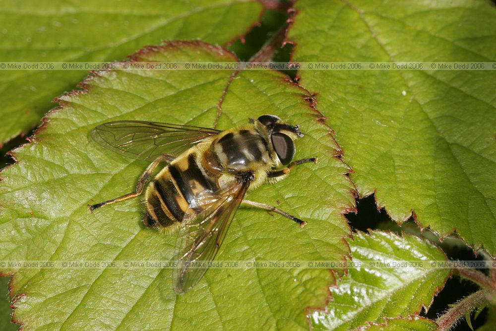 Myathropa florea Hover fly