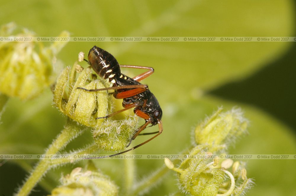 Myrmecoris gracilis (?)