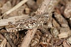 Myrmeleotettix maculatus Mottled grasshopper