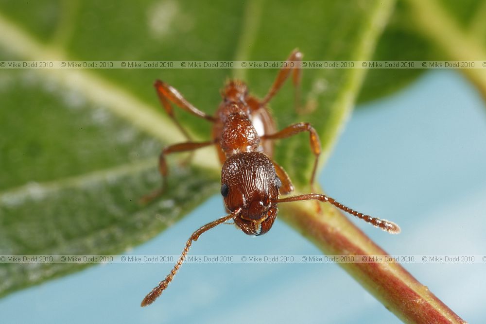 Myrmica rubra Red Ant