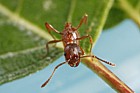Myrmica rubra Red Ant