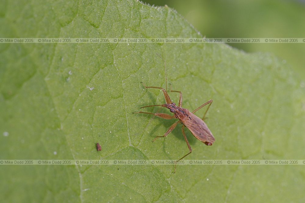 Nabis rugosus Common Damsel Bug (check as on lime leaf in middle of small leaved lime forest)