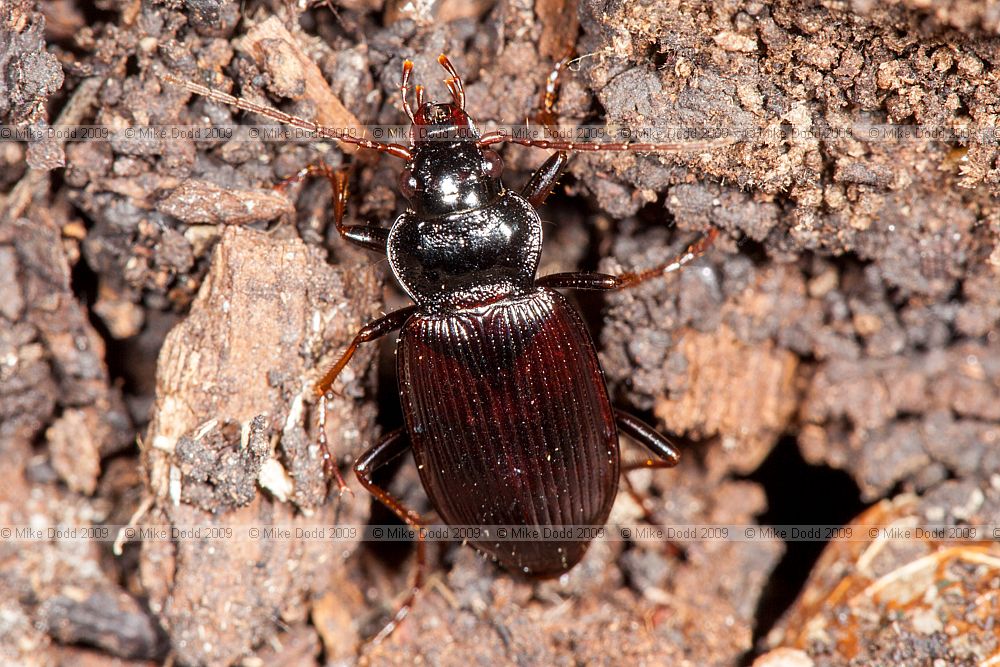 Nebria