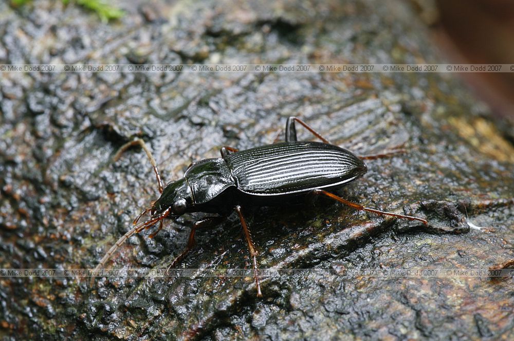 Nebria brevicollis Carabidae