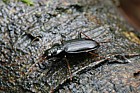 Nebria brevicollis Carabidae