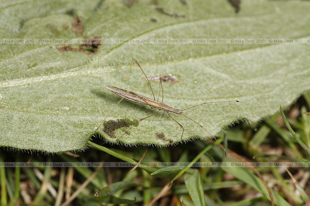 Neides tipularius a Stilt bug