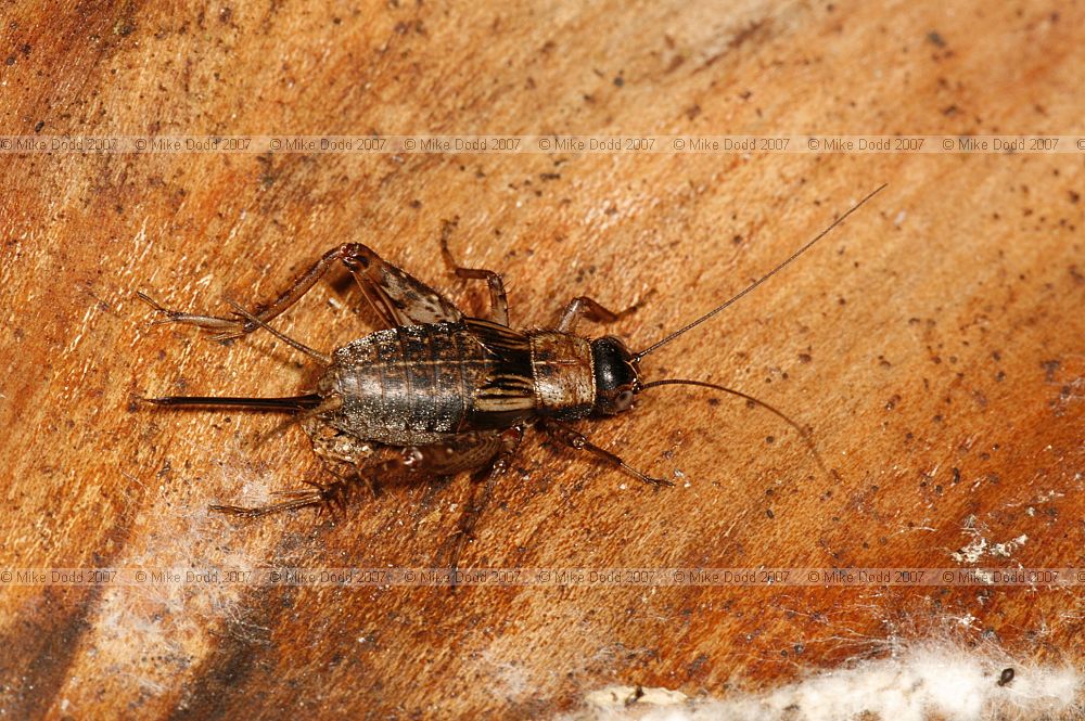 Nemobius sylvestris Wood-cricket