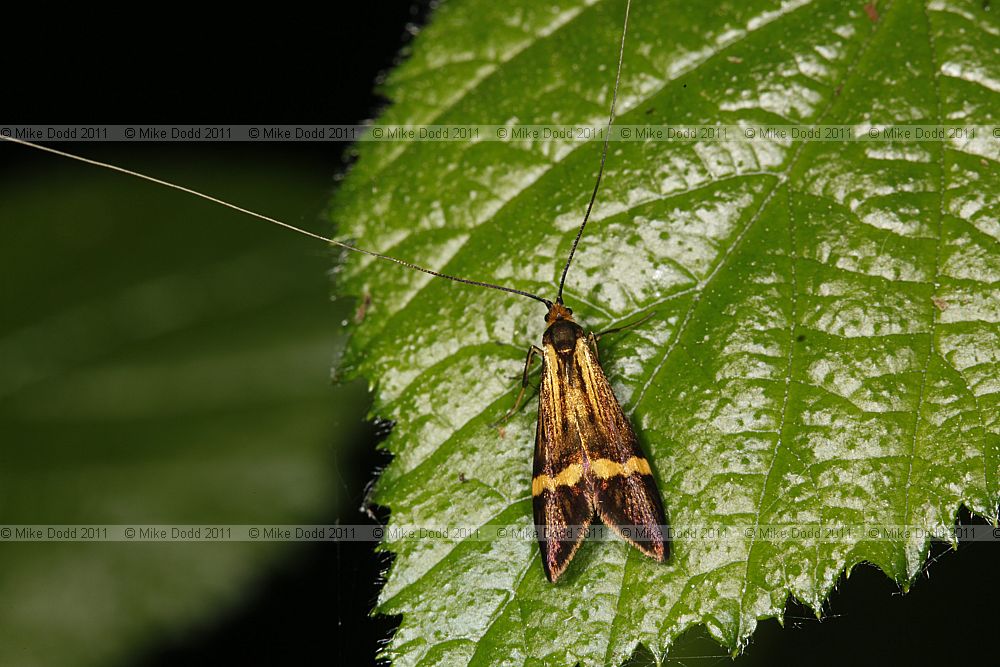 Nemophora degeerella