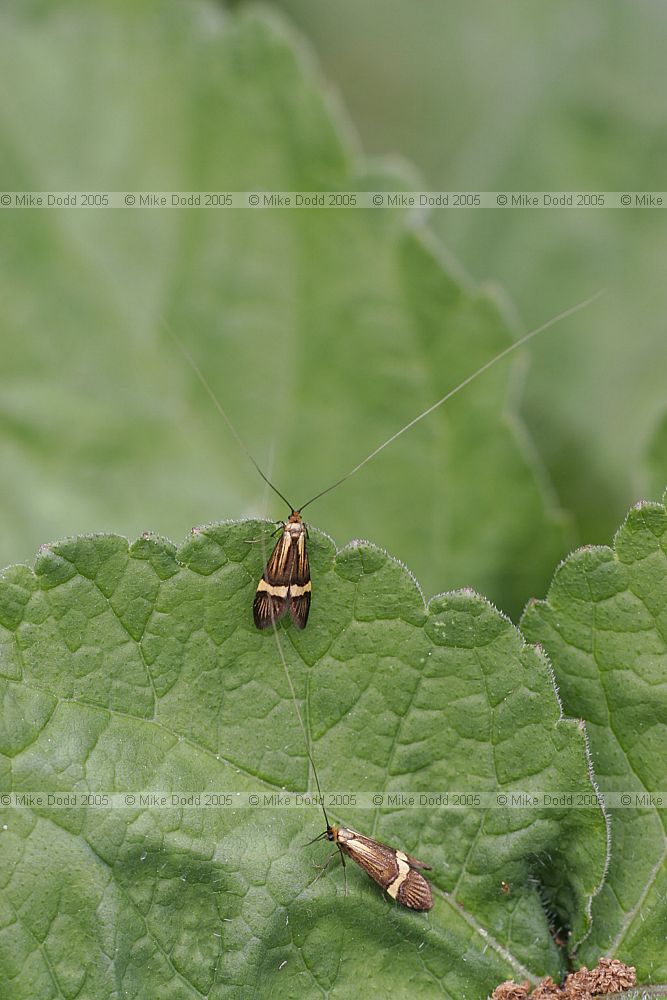 Nemophora degeerella moth