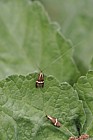 Nemophora degeerella moth