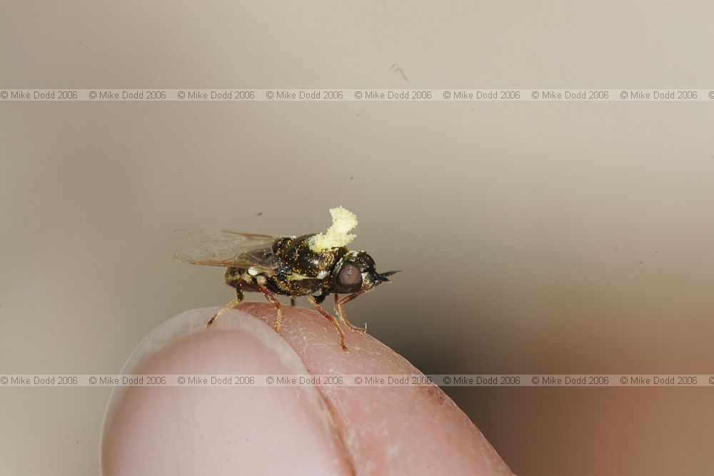 Nemotelus  notatus Stratiomyidae Pollenia on fly that has just been in marsh helleborine flower