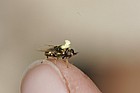 Nemotelus  notatus Stratiomyidae Pollenia on fly that has just been in marsh helleborine flower