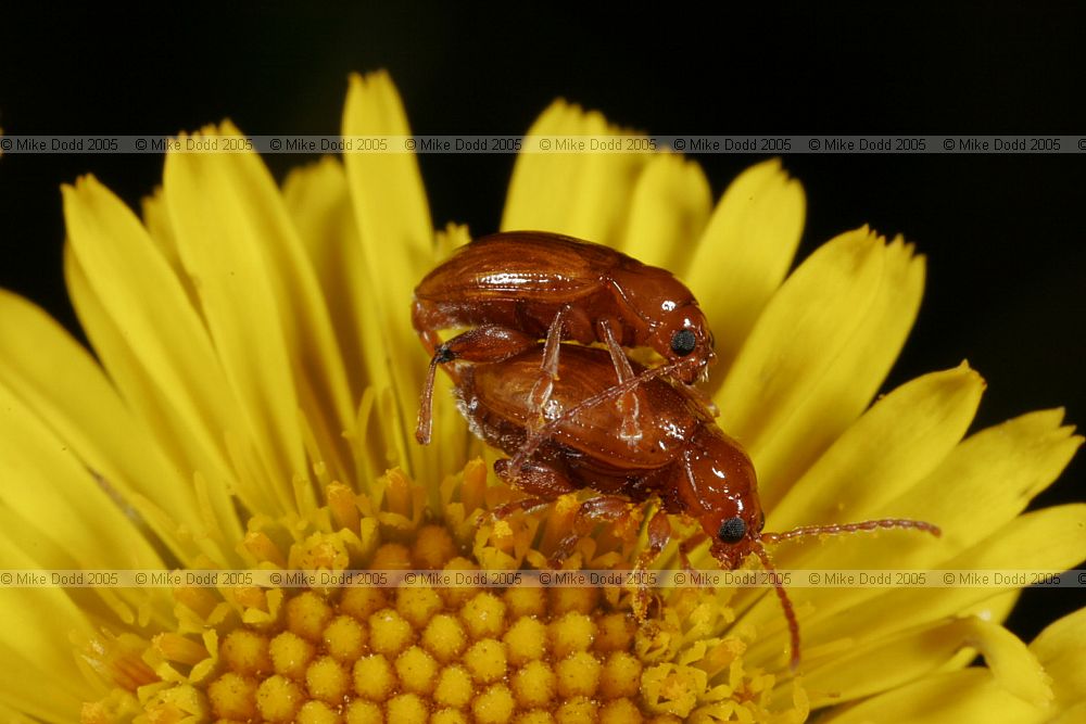 Neocrepidodera flea beatles