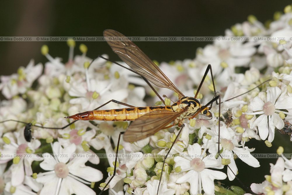 Nephrotoma appendiculata Spotted crane-fly