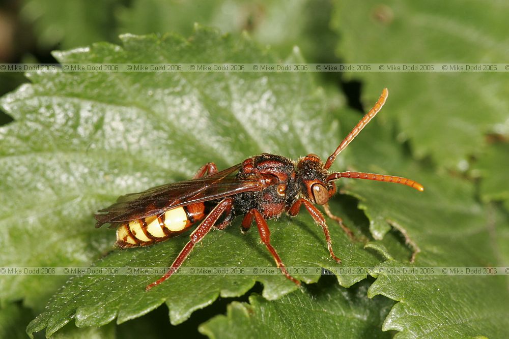 Nomada flava bee that attacks short-tongued bees of genus Andrena