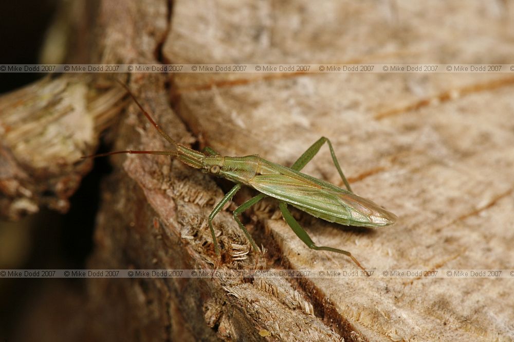 Notostira elongata a Mirid bug