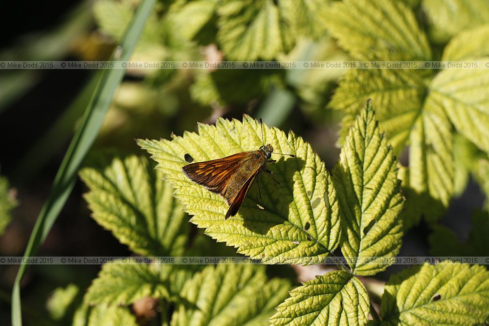 Ochlodes sylvanus Large skipper