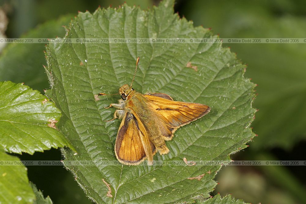 Ochlodes venatus Large skipper