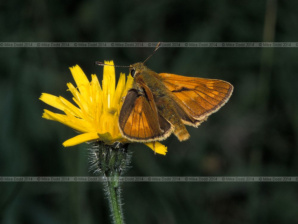 Ochlodes venatus Large skipper