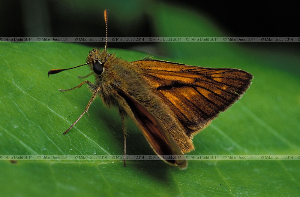 Ochlodes venatus Large skipper