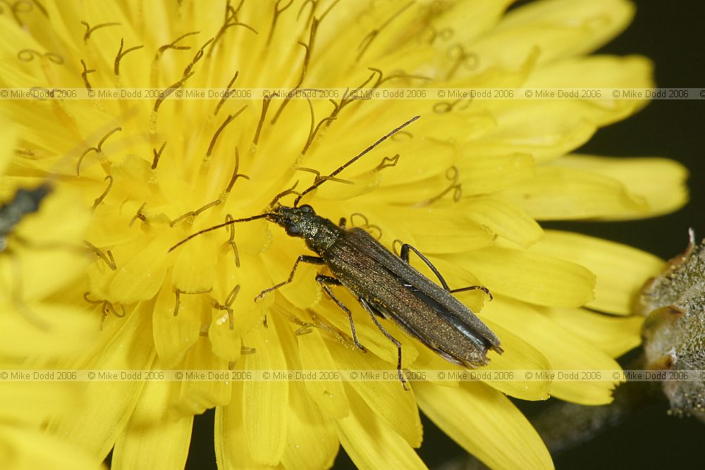 Oedemera lurida Oedemeridae (probably)