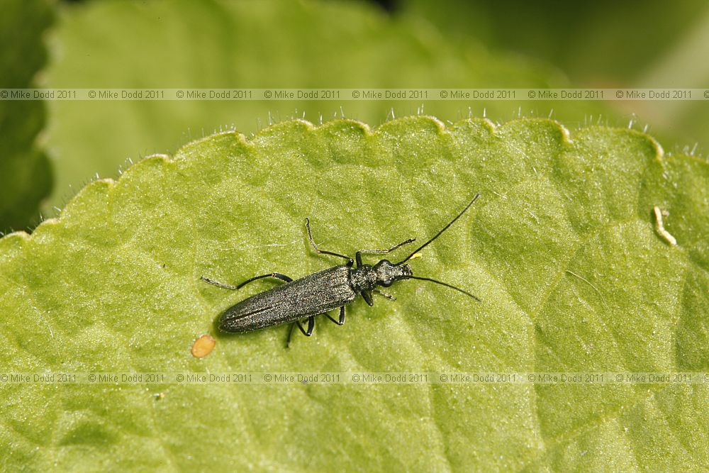 Oedemera lurida