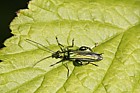 Oedemera nobilis Swollen-thighed Beetle