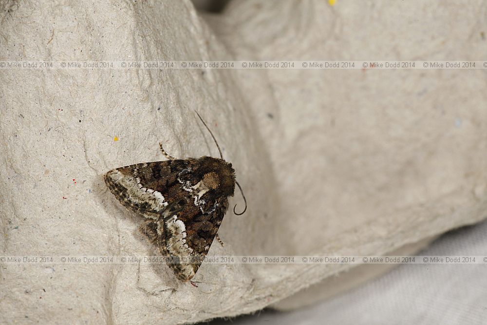 Oligia strigilis agg Marbled Minor agg.