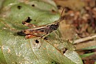 Omocestus rufipes Woodland grasshopper