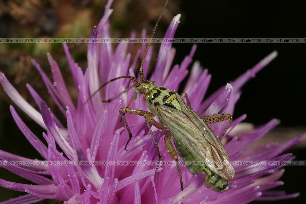 Oncotylus (Oncotylus) viridiflavus Miridae