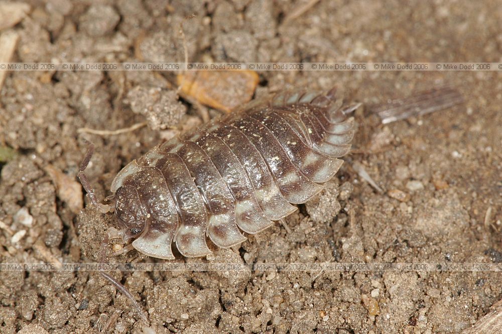 Oniscus asellus Common shiny woodlouse showing green colouration underneath