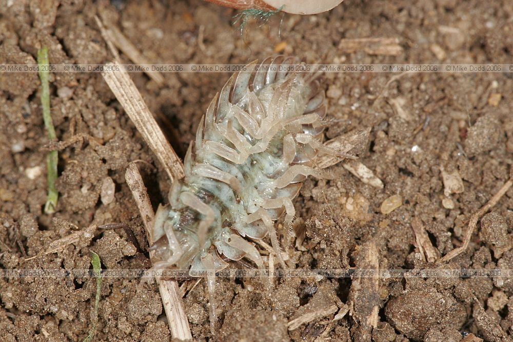 Oniscus asellus Common shiny woodlouse showing green colouration underneath