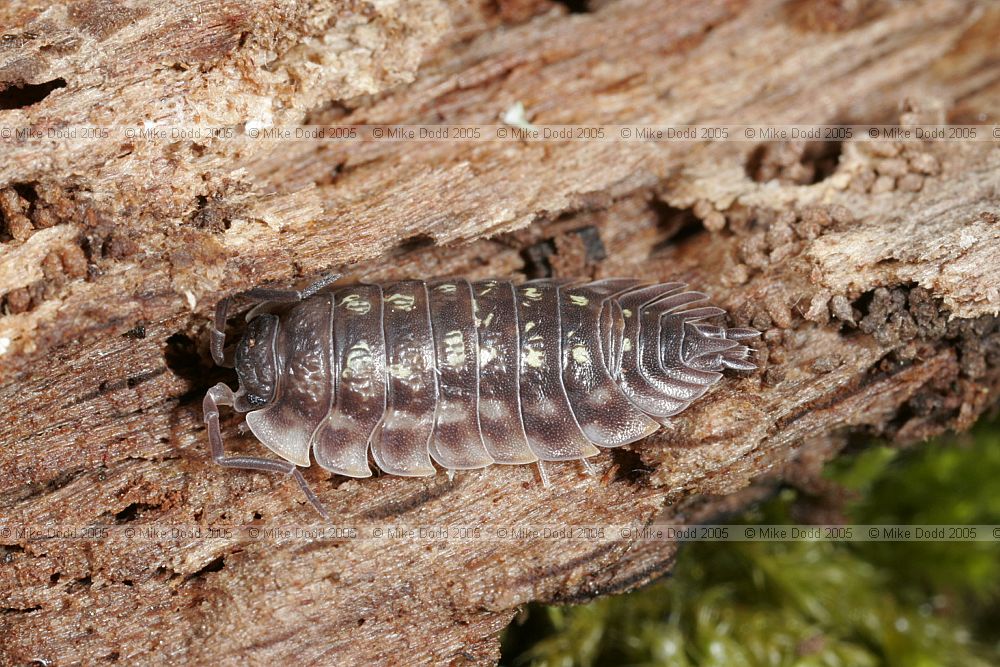 Oniscus asellus Common shiny woodlouse