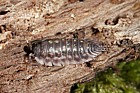 Oniscus asellus Common shiny woodlouse