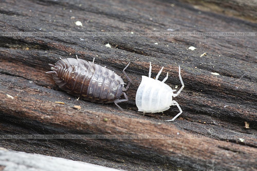 Oniscus asellus Common shiny woodlouse shedding skin woodlice shed half skin at a time