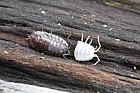 Oniscus asellus Common shiny woodlouse shedding skin woodlice shed half skin at a time