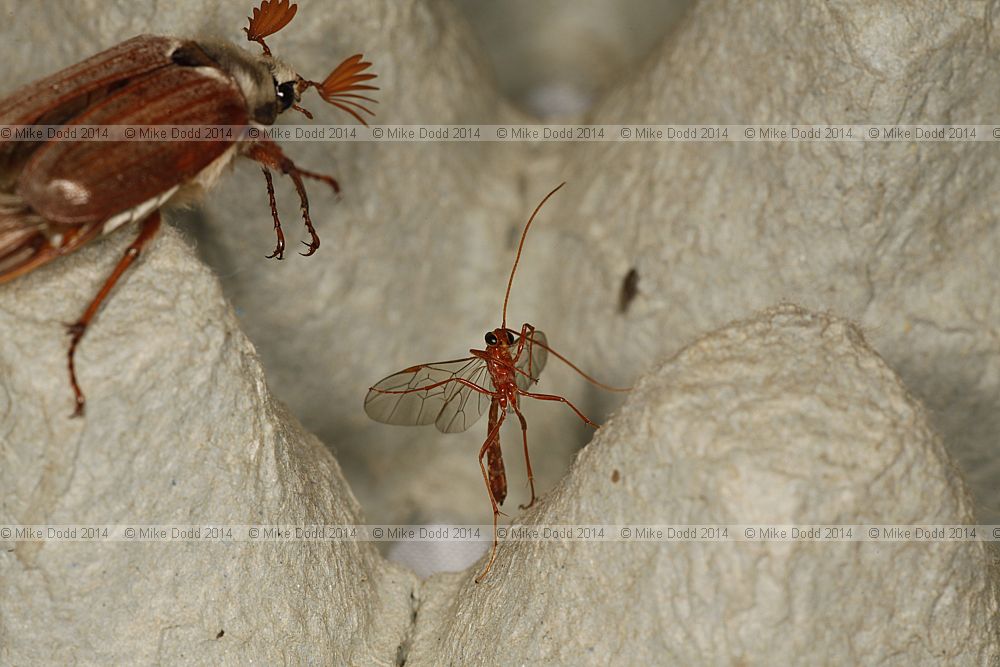 Ophion scutellaris Ichneumon Wasp