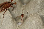 Ophion scutellaris Ichneumon Wasp