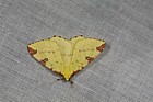 Opisthograptis luteolata Brimstone Moth