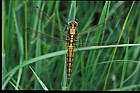 Orthetrum cancellatum Black-tailed skimmer dragonfly