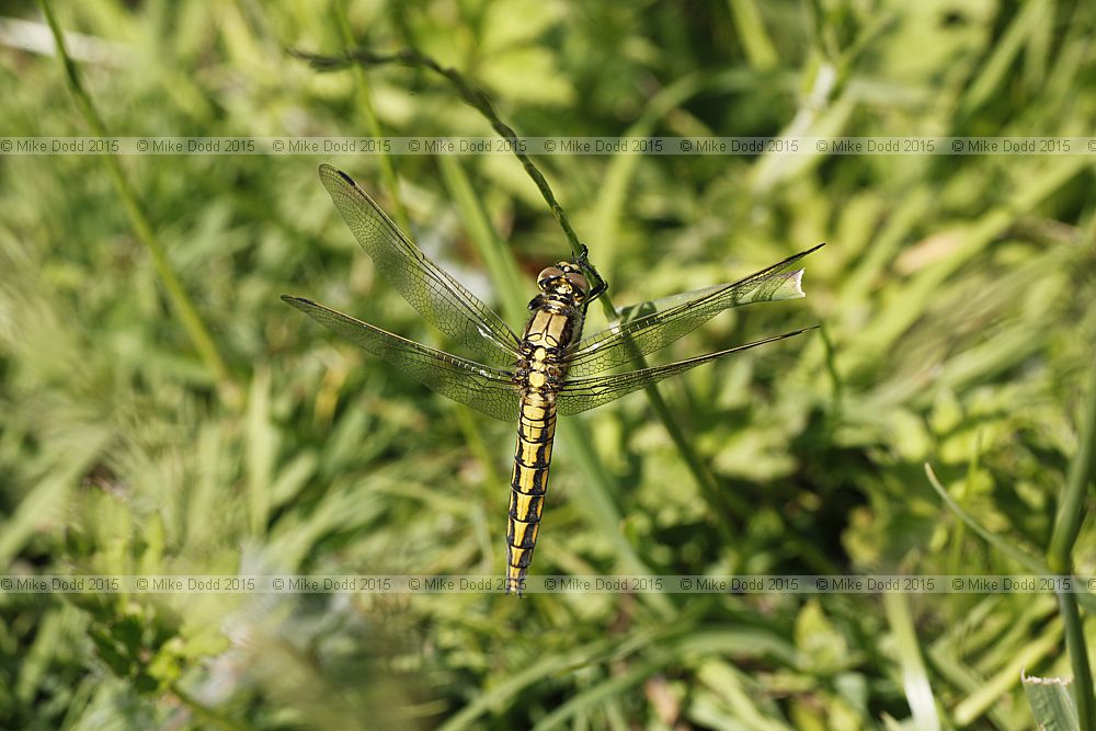 Orthetrum cancellatum Black-tailed Skimmer