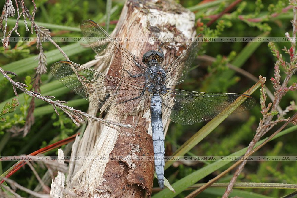 Orthetrum coerulescens Keeled Skimmer male