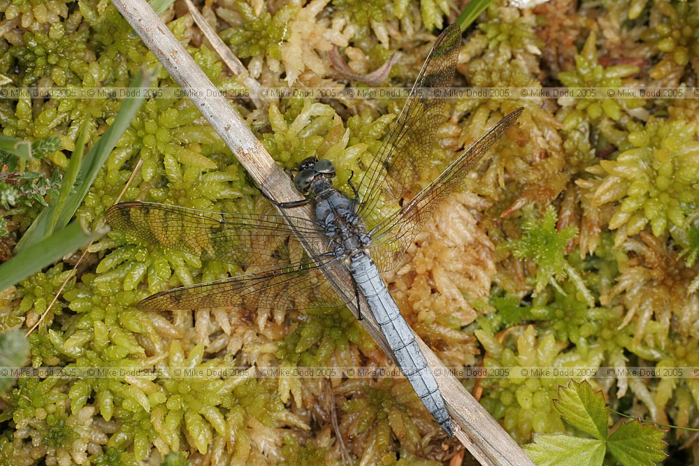 Orthetrum coerulescens Keeled skimmer male