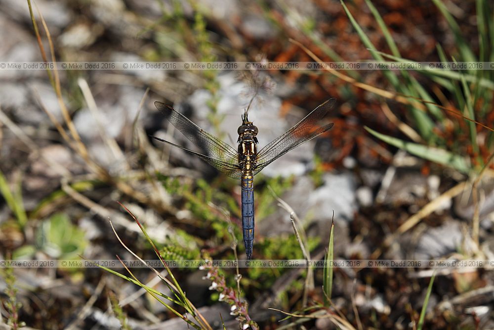 Orthetrum coerulescens Keeled skimmer male