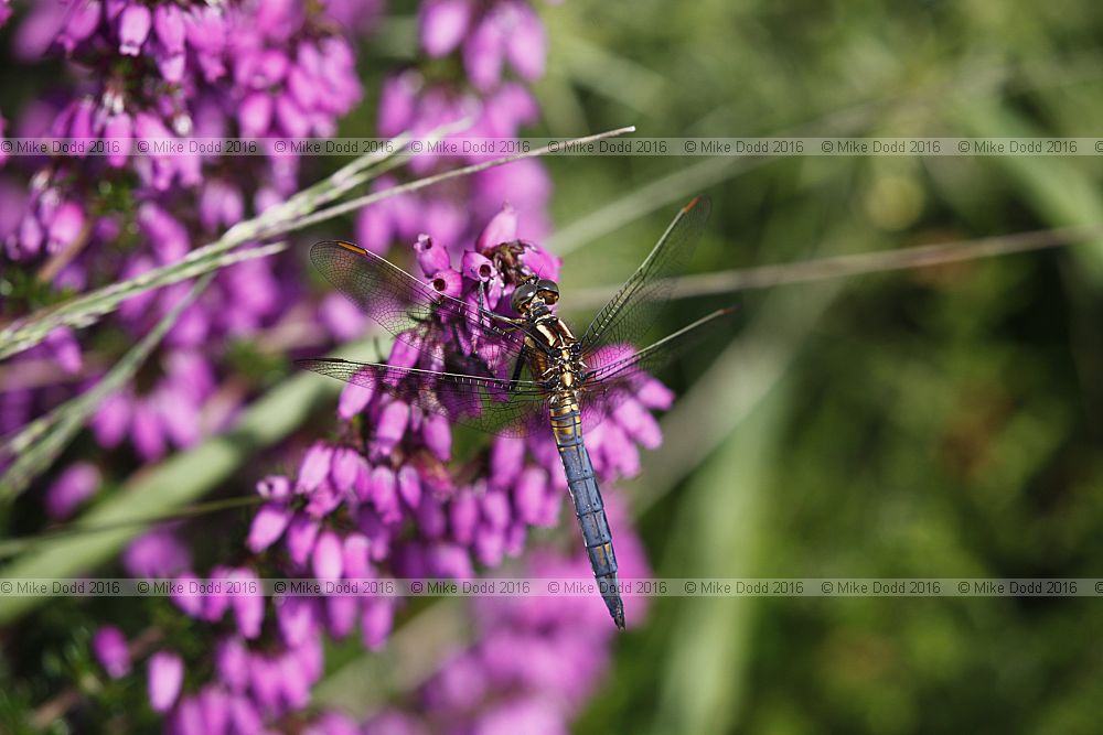 Orthetrum coerulescens Keeled skimmer male